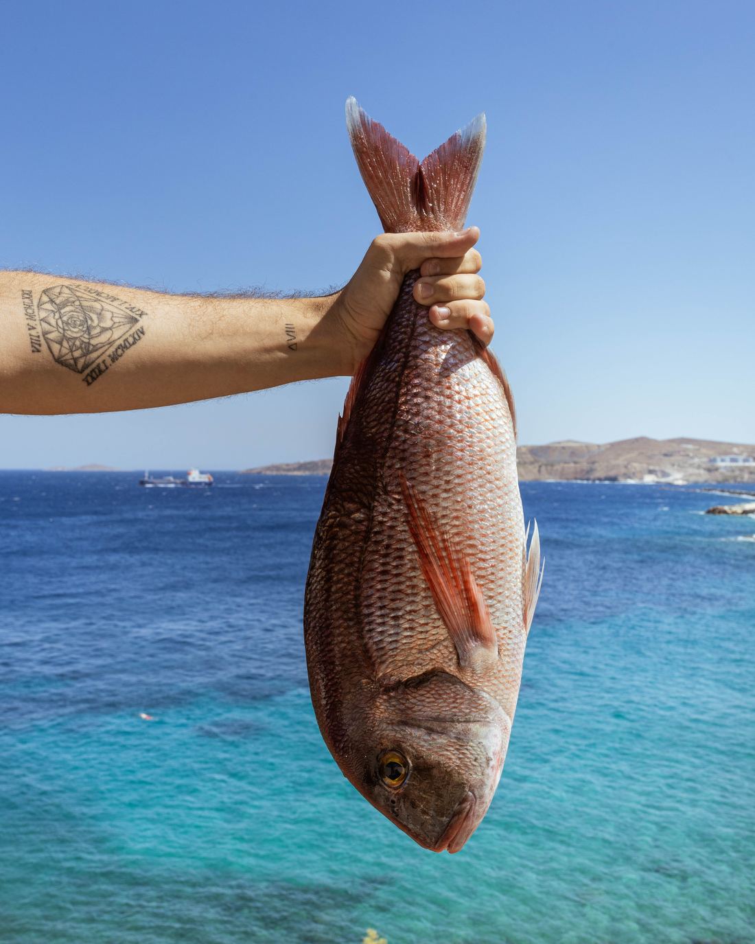 Φρέσκο ψάρι πάνω από το Αιγαίο